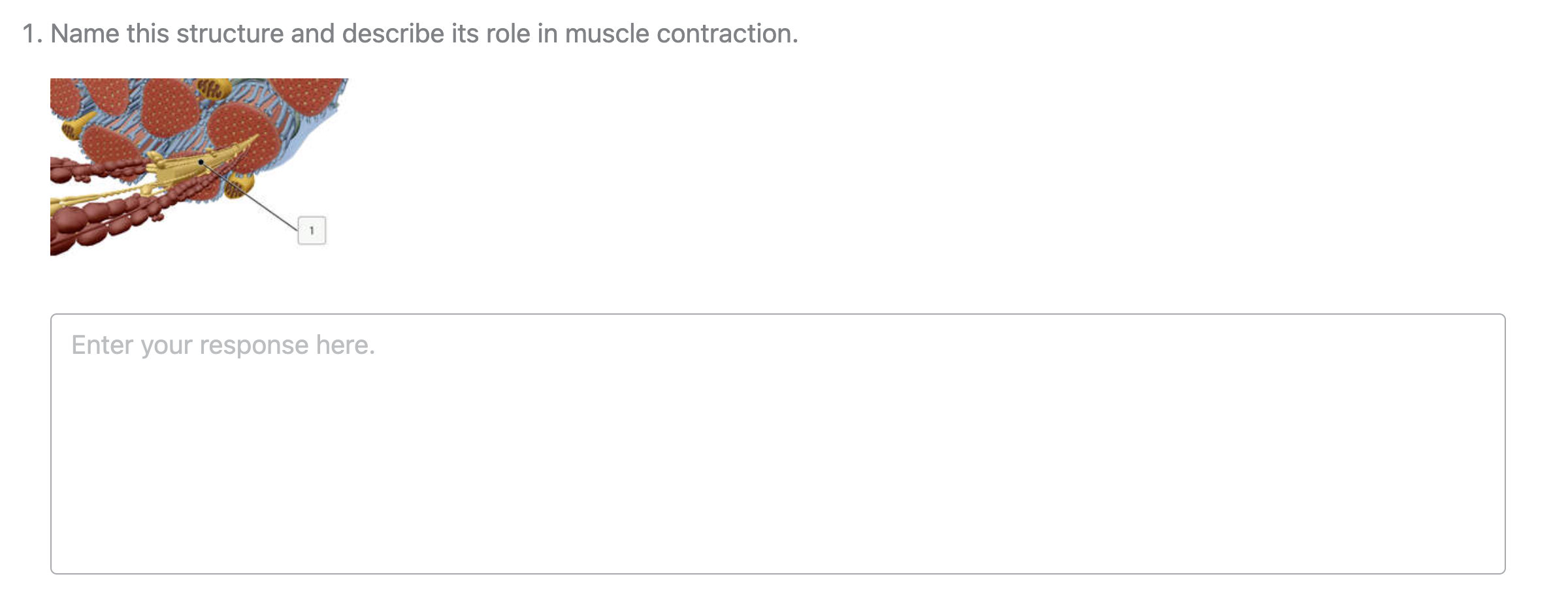 "Name this structure and describe its role in muscle contraction" with an entry field labeled "Enter your response here."
