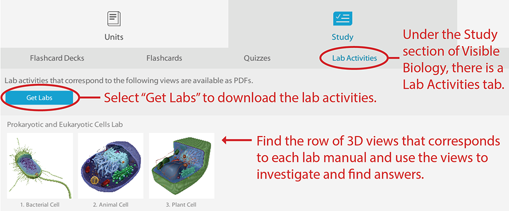 Under the Study section of Visible Biology, there is a Lab Activities tab. Select Get Labs to download the lab activities. Find the row of 3D views that corresponds to each lab manual and use the views to investigate and find answers.