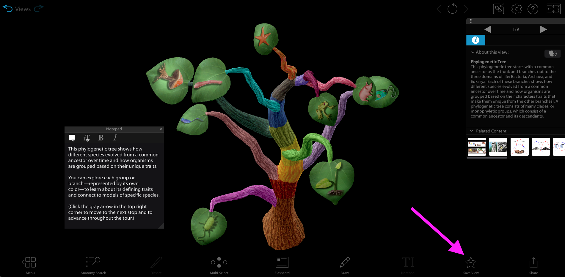 Phylogenetic tree tour. The Save View button is in the bottom right.