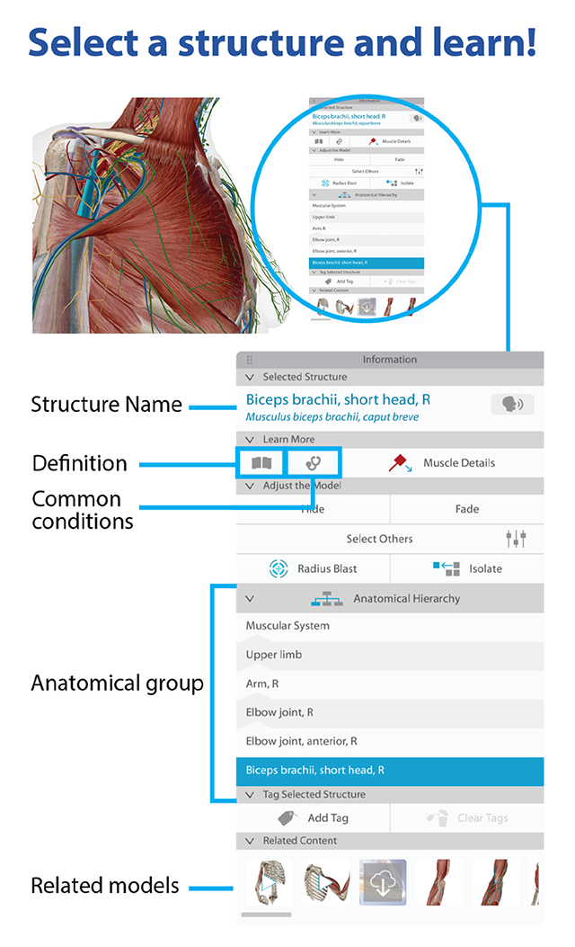 A structure showing the structure name, definition, common conditions, anatomical group, and related models