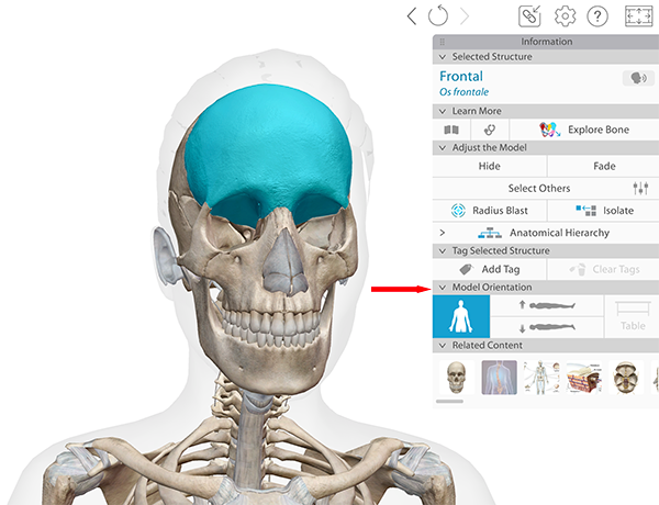 View of Frontal structure with standard anatomical positioning selected.